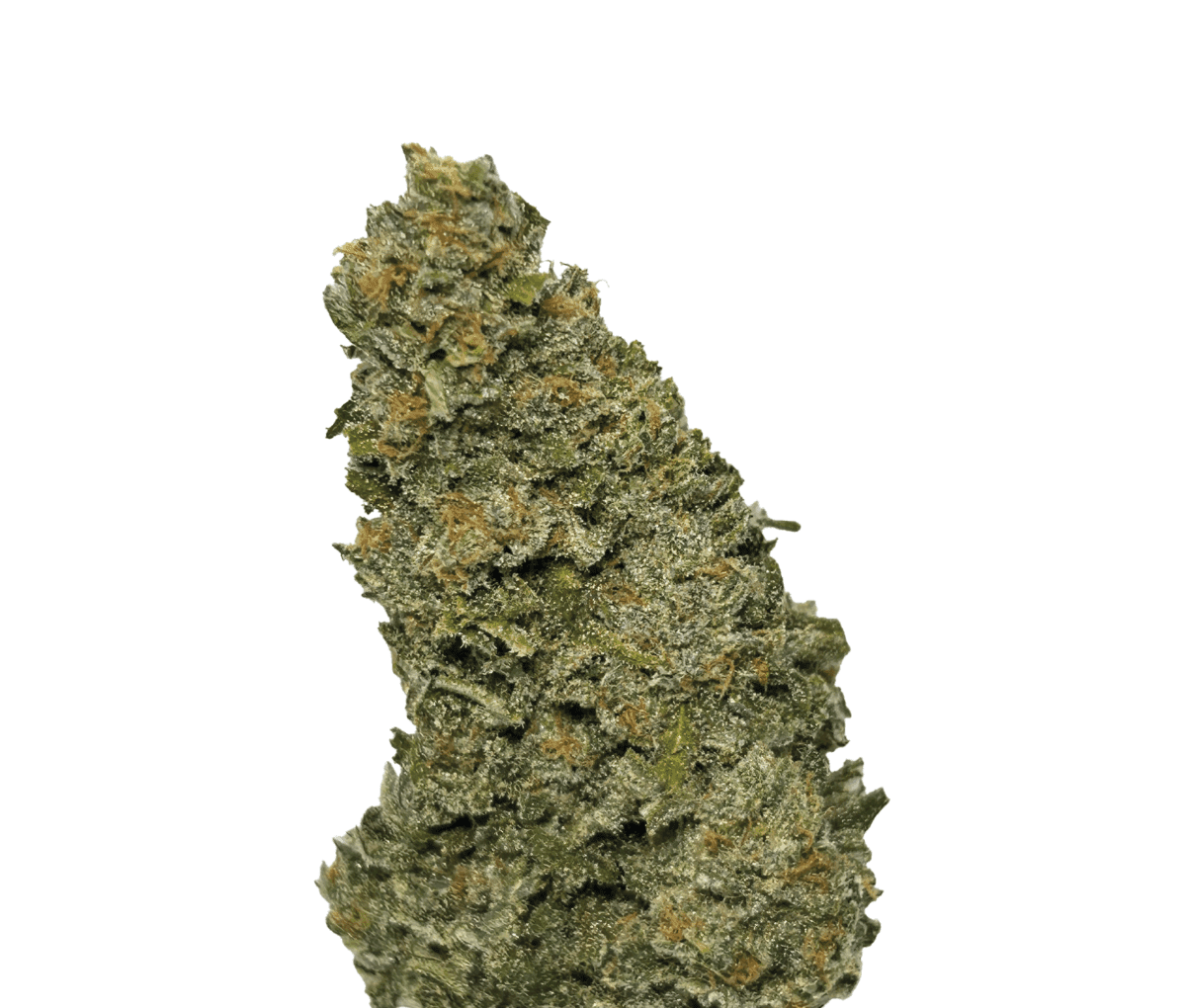 Wellford Aquaponic 26/1 GTH - Ghost Train Haze