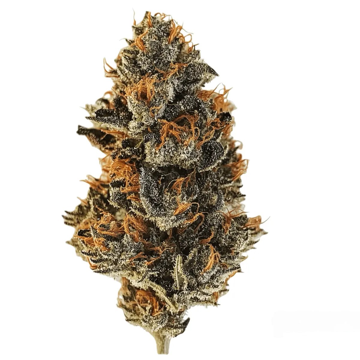 420 Compound 25/1 CA BER - Berlin Berries