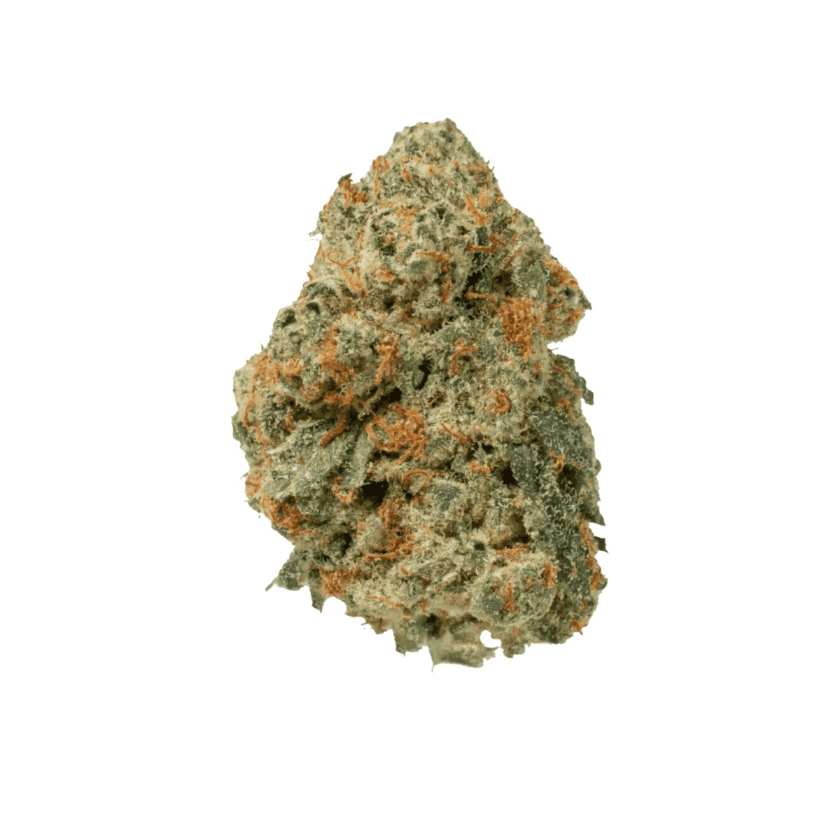 Medical Saints 24/1 LEM - Lemonatti