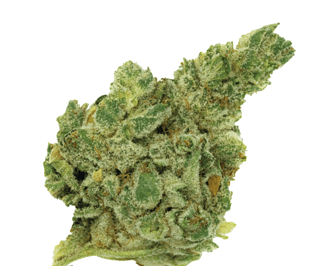 420 Natural 25/1 CA GG4 - Gorilla Glue