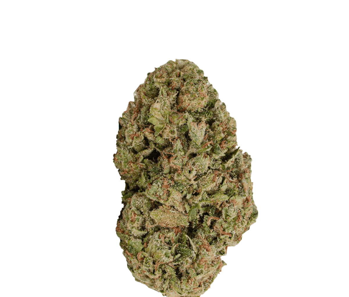 All Nations Pretty Smalls BSC 21/1 Biscotti All Nations Pretty Smalls BSC 21/1 Biscotti